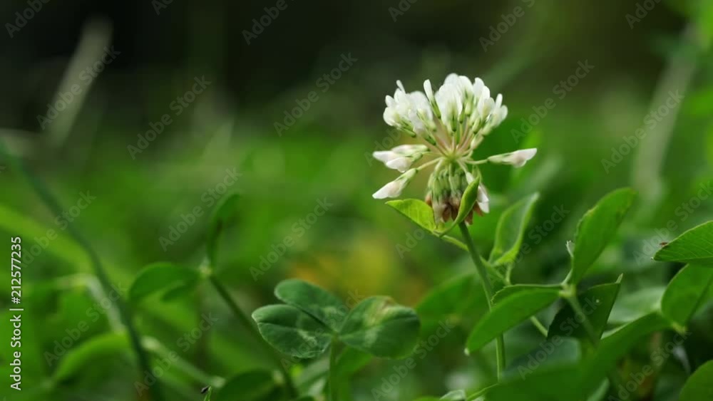 Close-up of White Clover, Trifolium repens, in a green meadow, grass background.
Camera slide to the right.
Shallow DOF. Selective focus on round white flower head.
Close up nature concept. Close-up of White Clover, Trifolium repens, in a green meadow, grass background.
Camera slide to the right.
Shallow DOF. Selective focus on round white flower head.
Close up nature concept.