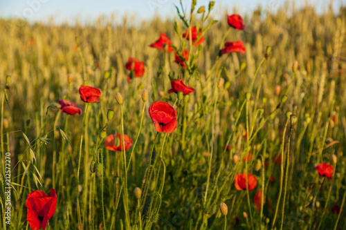 Fototapeta Naklejka Na Ścianę i Meble -  poppy flowers at sunset
