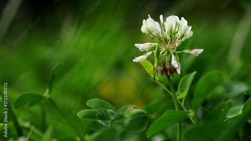 Close-up of White Clover, Trifolium repens, in a green meadow, grass background.
Camera slide to the right.
Shallow DOF. Selective focus on round white flower head.
Close up nature concept. Close-up of White Clover, Trifolium repens, in a green meadow, grass background.
Camera slide to the right.
Shallow DOF. Selective focus on round white flower head.
Close up nature concept.