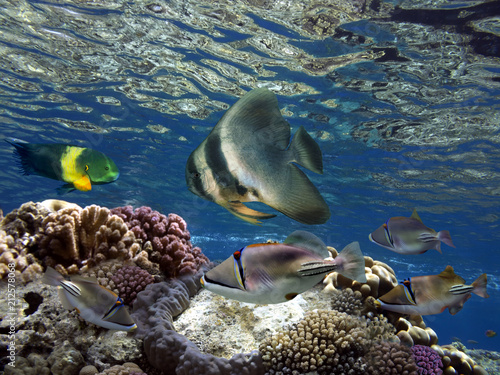 Underwater world. Coral fishes of Red sea