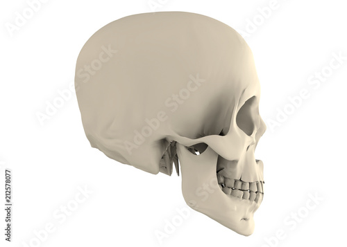 Pirate Skull - 3D