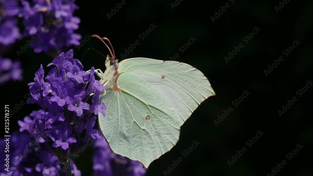 beautiful white butterfly on lavender beautiful white butterfly on lavender