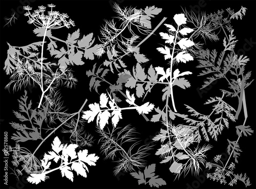 light dill and parsley background illustration