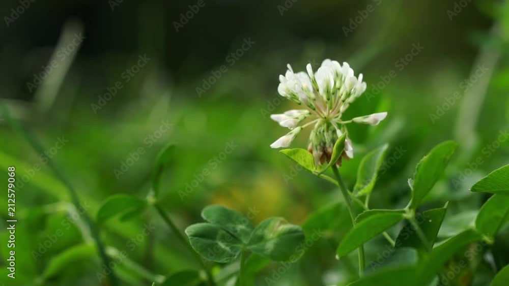 Close-up of White Clover, Trifolium repens, in a green meadow, grass background.
Camera panning up.
Shallow DOF. Selective focus on round white flower head.
Close up nature concept. Close-up of White Clover, Trifolium repens, in a green meadow, grass background.
Camera panning up.
Shallow DOF. Selective focus on round white flower head.
Close up nature concept.