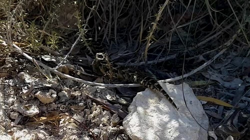 Young venomous puff adder snake moves swiftly across the ground over a rock into the safety of a bush. photo