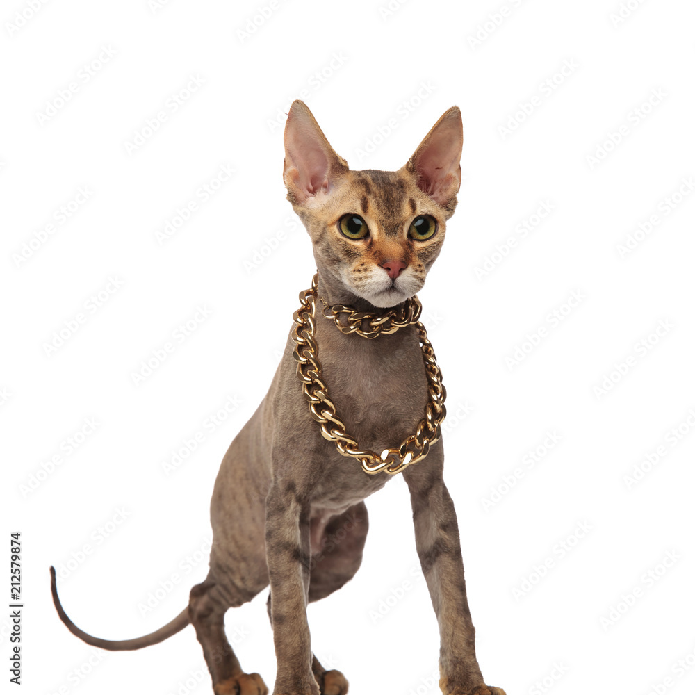 grey cat with golden chain around neck looks to side