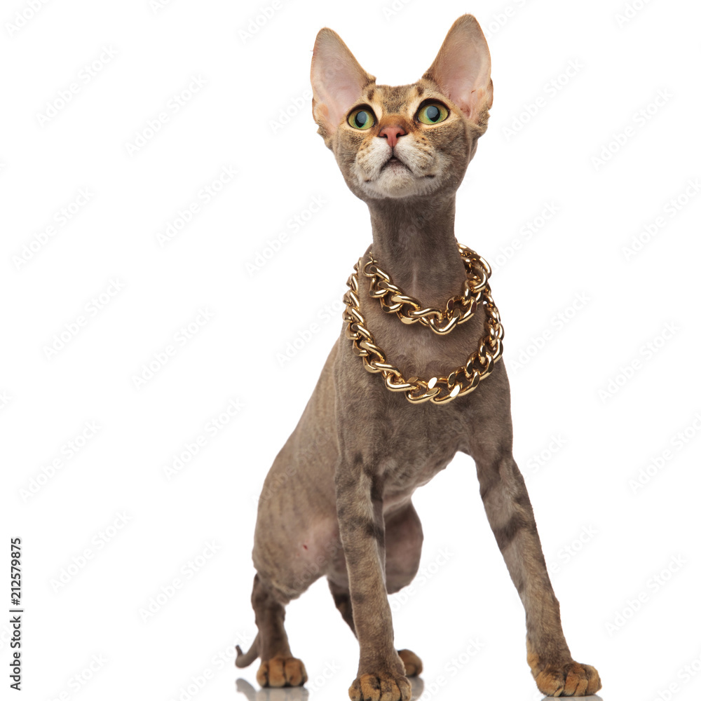 surprised metis cat with golden necklace looks up to side
