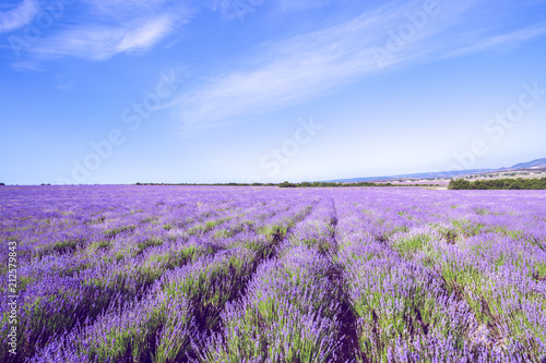 Lavender Field in the summer