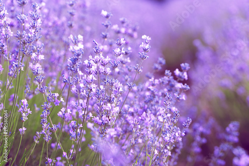 Lavender Field in the summer