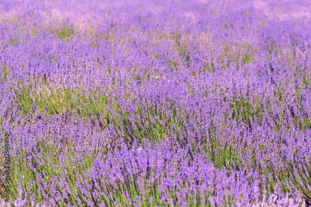 Lavender Field in the summer Lavender Field in the summer