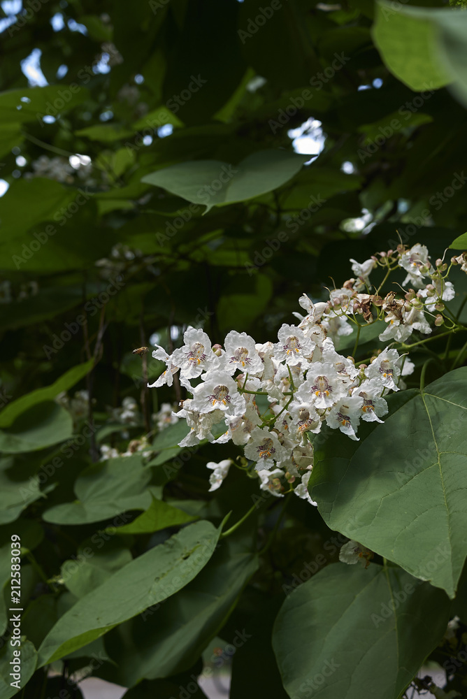 Catalpa bignonioides Catalpa bignonioides