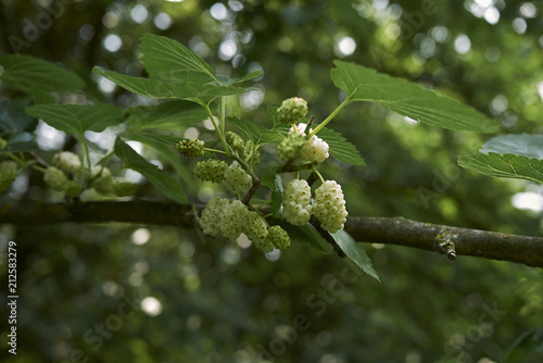 Morus alba