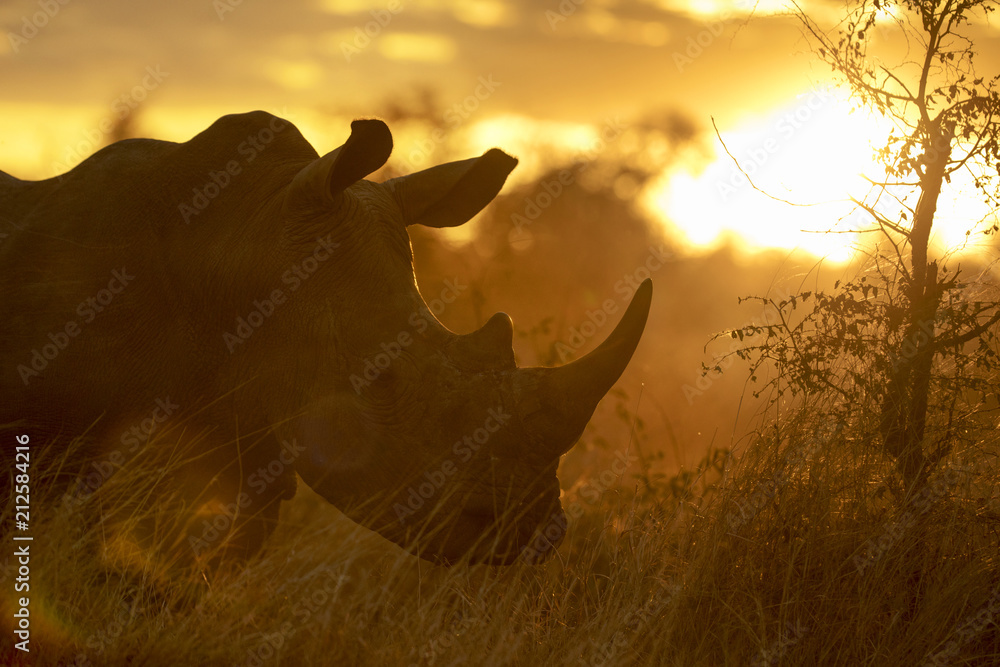 Obraz premium Portrait of wild free roaming african white rhino