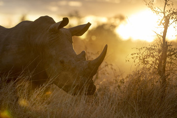 Fototapete Nashorn Porträt des wilden freilaufenden afrikanischen Breitmaulnashorns  © Pedro Bigeriego