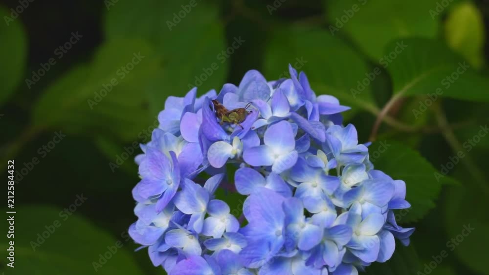 Grasshopper on Ajisai Hydrangea Flower Shionoe Kagawa Grasshopper on Ajisai Hydrangea Flower Shionoe Kagawa