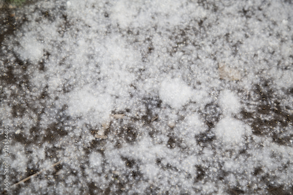 White fluff lies on the edge of the road on the green grass. concept poplar allergy - spring time - pollens of poplars White fluff lies on the edge of the road on the green grass. concept poplar allergy - spring time - pollens of poplars