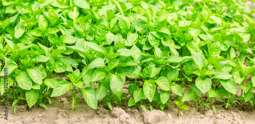 green pepper seedlings in the greenhouse, ready for transplant in the field, farming, agriculture, vegetables, eco-friendly agricultural products, agroindustry, closeup