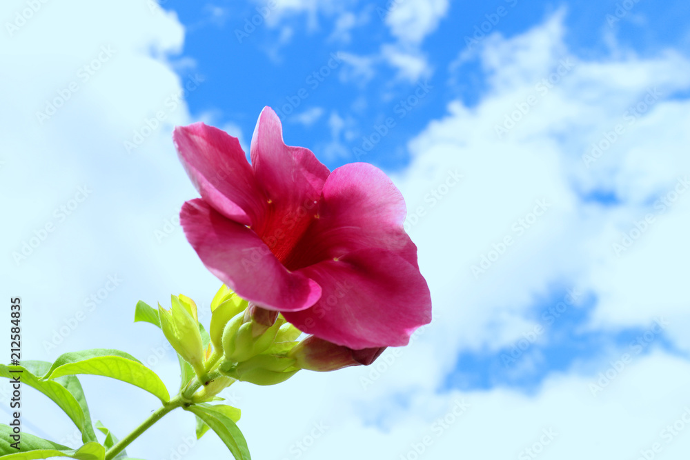 Flowers with a beautiful natural background with blue sky. Flowers with a beautiful natural background with blue sky.