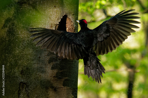 Black Woodpecker - Dryocopus martius female sitting on the tree trunk next to the hole and changing male in sitting on the eggs