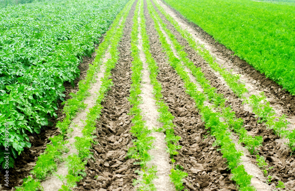 vegetable rows in the field, the landscape of agriculture, green potatoes and carrots grow in the soil, farming, agro-industry, fresh vegetables, crop ripening vegetable rows in the field, the landscape of agriculture, green potatoes and carrots grow in the soil, farming, agro-industry, fresh vegetables, crop ripening