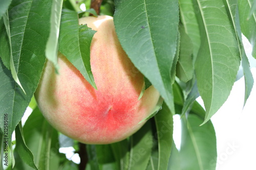 White peach in Okayama, Japan