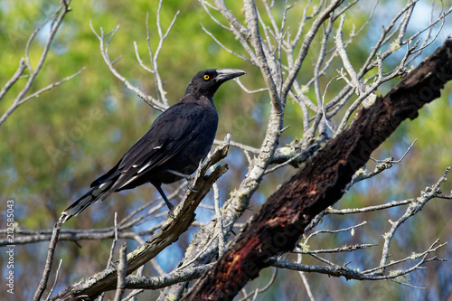 Black Currawong - Strepera fuliginosa - known locally as the black jay, large passerine bird endemic to Tasmania, one of three currawong species in the genus Strepera photo