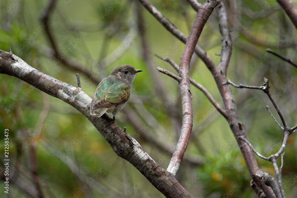 Shining Bronze Cuckoo - Chrysococcyx lucidus - family Cuculidae, Australia, Indonesia, New Caledonia, New Zealand, Papua New Guinea, Solomon Islands, and Vanuatu. Previously known as Chalcites lucidus Shining Bronze Cuckoo - Chrysococcyx lucidus - family Cuculidae, Australia, Indonesia, New Caledonia, New Zealand, Papua New Guinea, Solomon Islands, and Vanuatu. Previously known as Chalcites lucidus