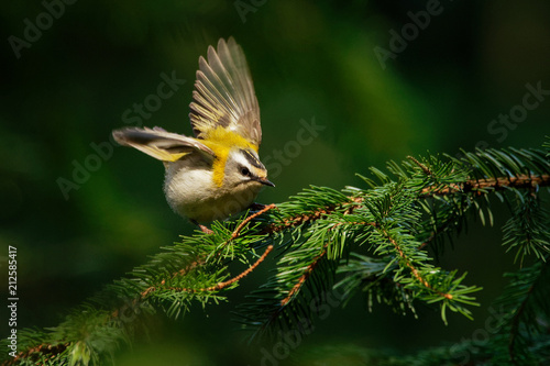 Firecrest - Regulus ignicapilla with the yellow crest sitting on the branch in the dark forest with the beautiful colorful background photo