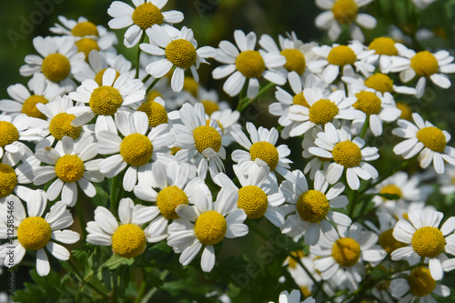 Wild chamomile field flowers background. Beautiful scene with blooming medical chamomilles in nature. Herbal plant for alternative medicine.
