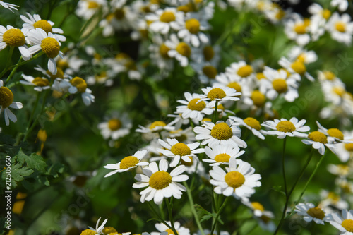 Wild chamomile field flowers background. Beautiful scene with blooming medical chamomilles in nature. Herbal plant for alternative medicine. © Ivan