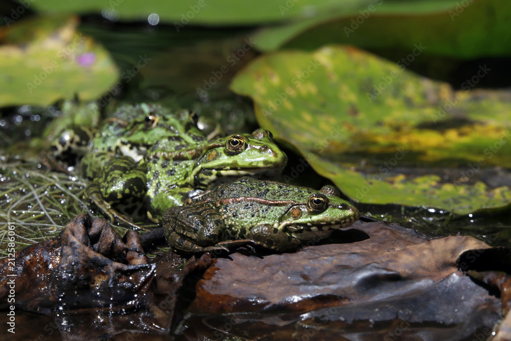 Teichfrosch (Pelophylax „esculentus“) , Grünfrosch, Wasserfrosch Teichfrosch (Pelophylax „esculentus“) , Grünfrosch, Wasserfrosch