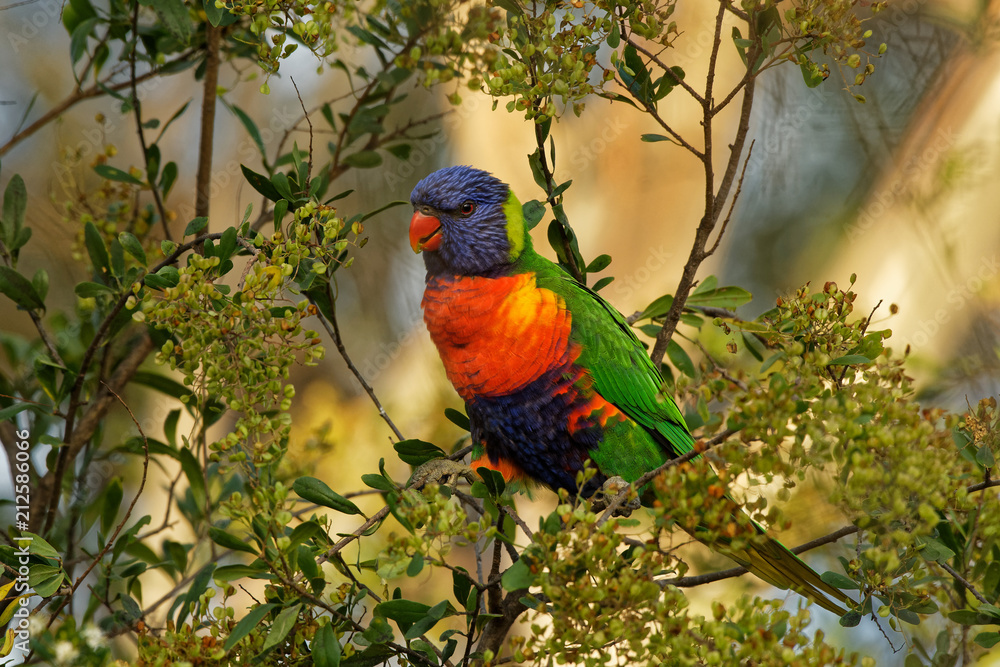 Rainbow Lorikeet - Trichoglossus moluccanus- species of parrot found in Australia, common along the eastern seaboard, from northern Queensland to South Australia