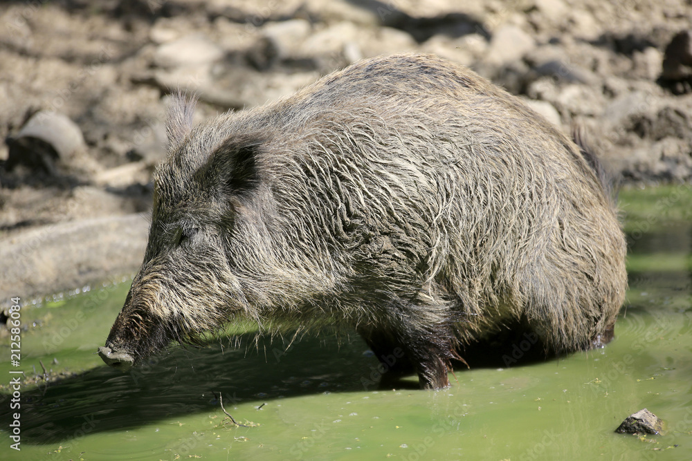 Wildschwein (Sus scrofa) im Wasser Wildschwein (Sus scrofa) im Wasser