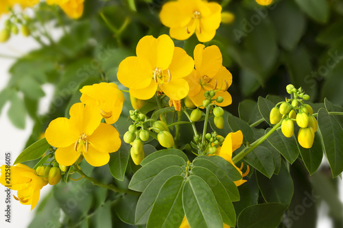 Fototapeta Naklejka Na Ścianę i Meble -  Cassia Corymbosa oder Senna, Nahaufnahme