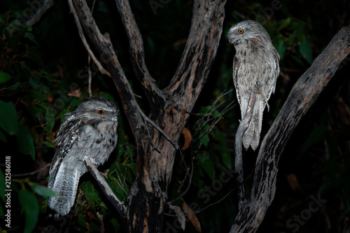 Tawny Frogmouth (Podargus strigoides) nightjar from Australia, sitting on the tree in the night photo