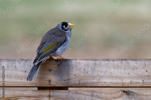 Noisy Miner - Manorina melanocephala - bird in the honeyeater family, Meliphagidae, and is endemic to eastern and south-eastern Australia