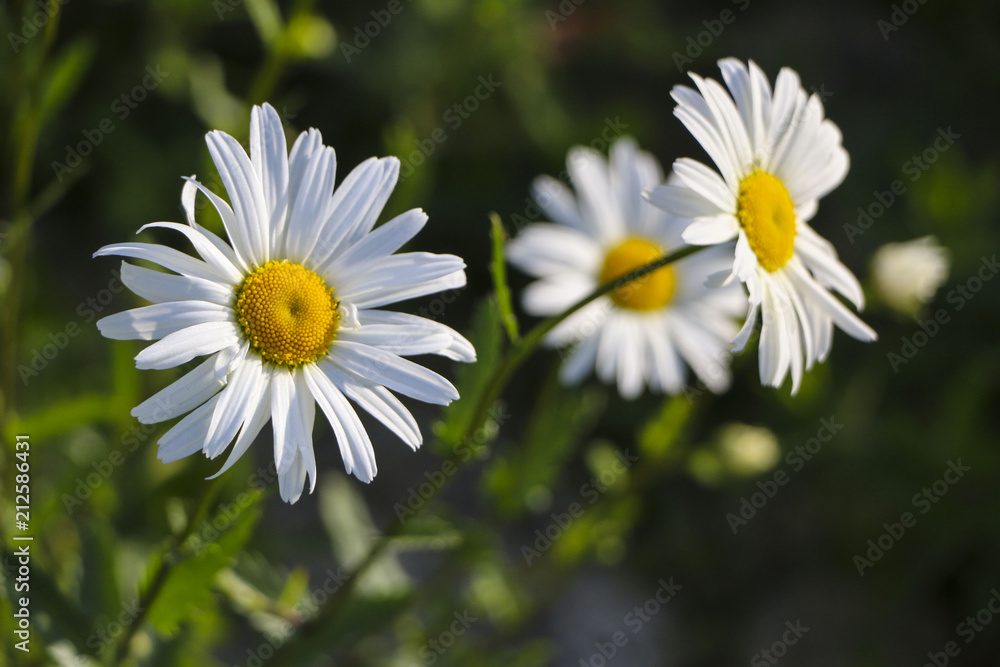 Fototapeta premium .Chamomile garden. white flowers of Russian chamomile daisy. Beautiful nature scene with blooming medical chamomilles in sun flare. Alternative medicine Spring Daisy. Summer flowers.