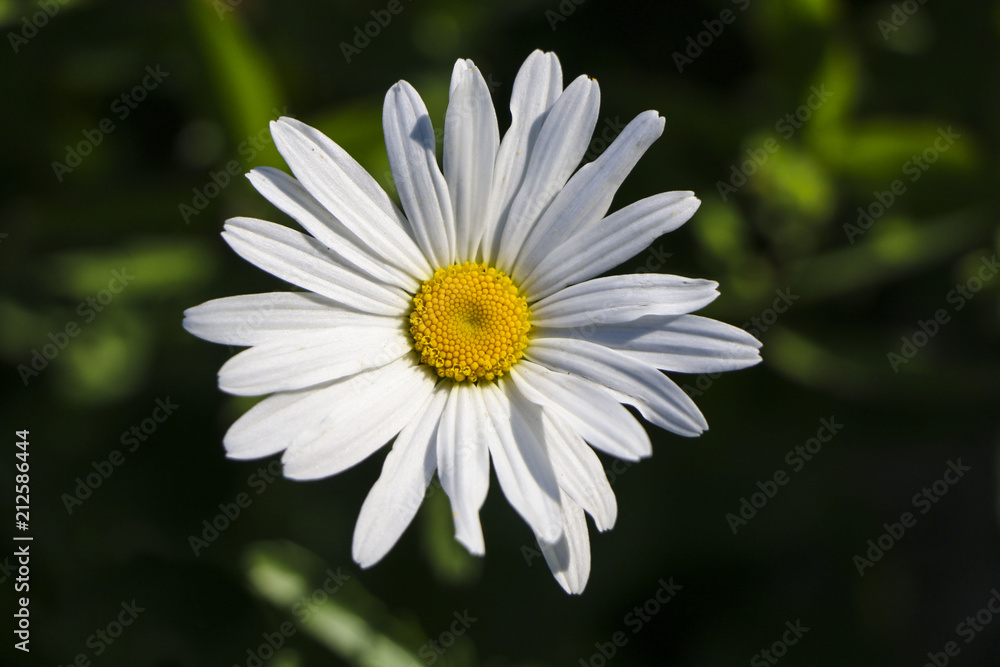 .Chamomile garden. white flowers of Russian chamomile daisy. Beautiful nature scene with blooming medical chamomilles in sun flare. Alternative medicine Spring Daisy. Summer flowers.
