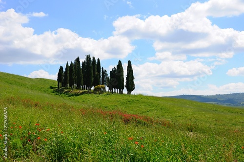 Beautiful cypress tree grove in a field in summer  in Tuscany  Italy