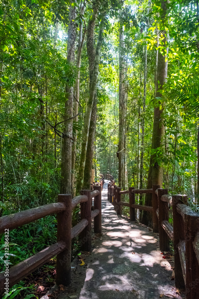 Mangrove forest in Krabi province of Thailand Mangrove forest in Krabi province of Thailand
