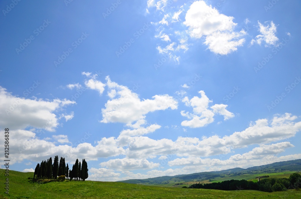 Beautiful cypress tree grove in a field in summer, in Tuscany, Italy