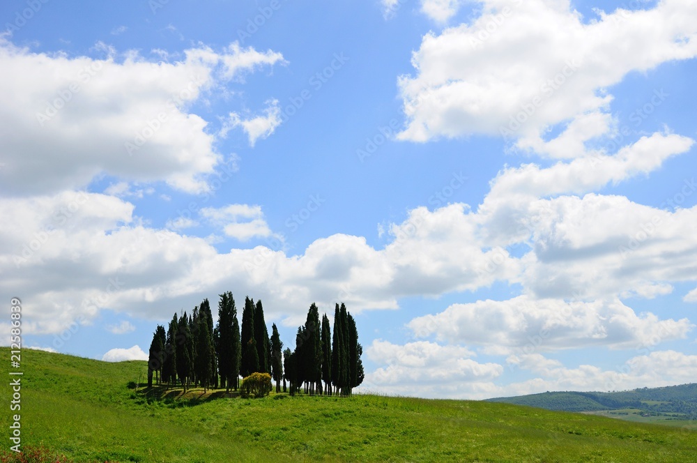 Beautiful cypress tree grove in a field in summer, in Tuscany, Italy