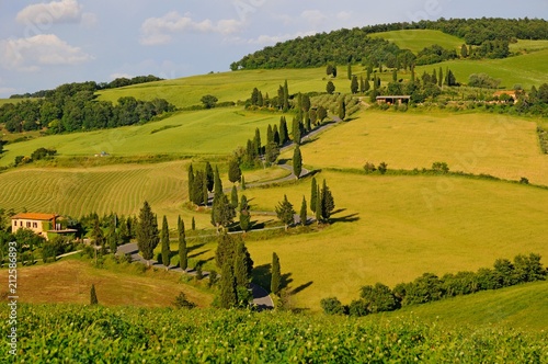 Beautiful Cypress Road - landscape of hills, trees and houses in Tuscany, Italy