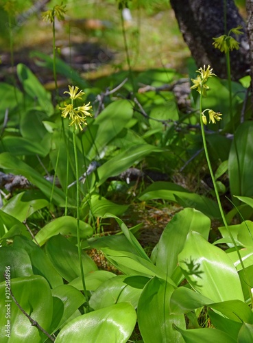 closeup of a bunch of yellow  Clintonia borealis flowers growing in the forest  Newfoundland Canada