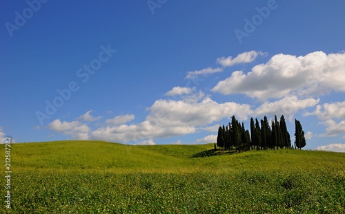 Beautiful cypress tree grove in a field in summer  in Tuscany  Italy
