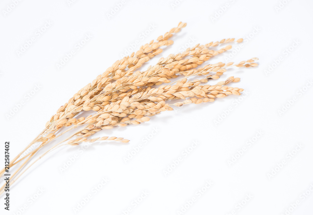 unmilled rice isolated on white background unmilled rice isolated on white background