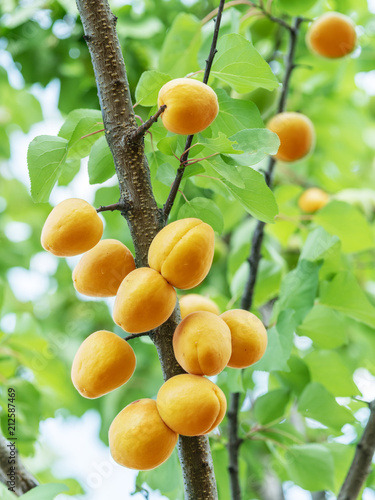 Apricots on a apricot branch.