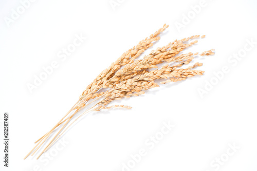 unmilled rice isolated on white background