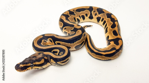 Leopard Orange Dream Royal Python