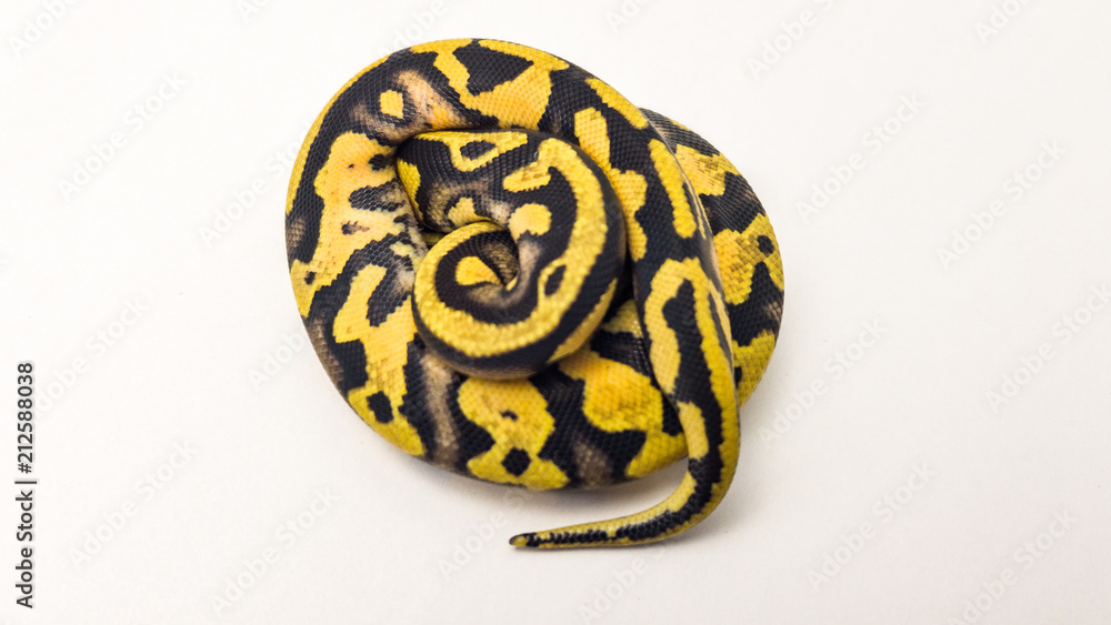 Fototapeta premium Orange Dream Pastel Yellow Belly Royal Python